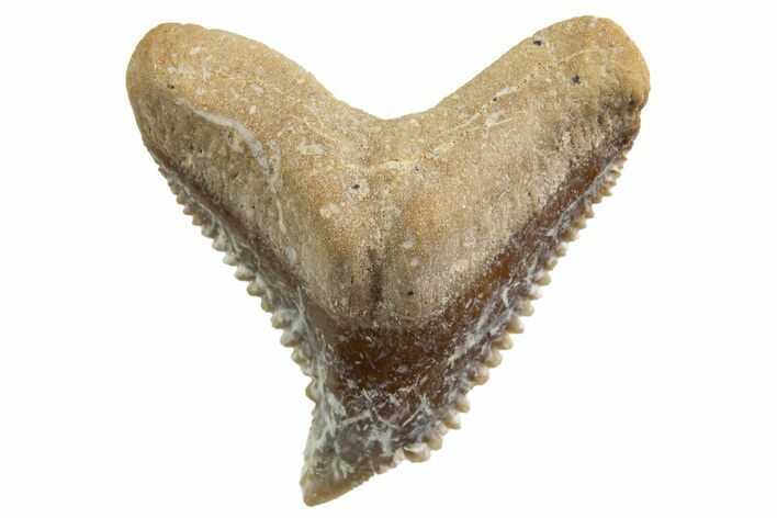 Tiger Shark (Galeocerdo Eaglesomi) Tooth - Dakhla, Morocco #327074